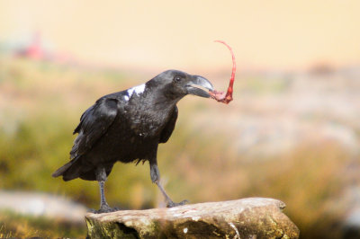 White-necked Raven (2)