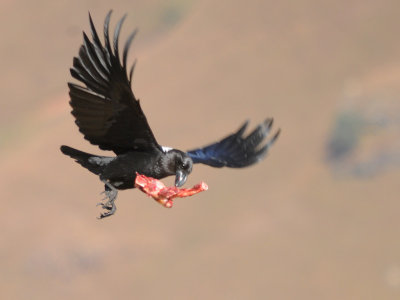 White-necked Raven (3)