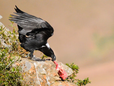 White-necked Raven (4)