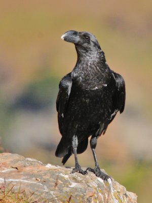 White-necked Raven (5)