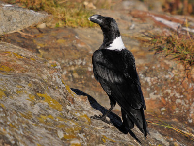 White-necked Raven (6)