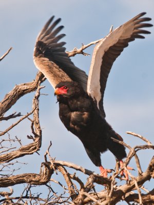 Bateleur (2)