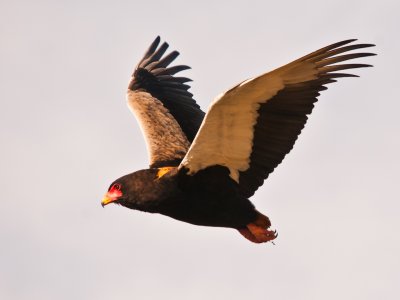 Bateleur (3)