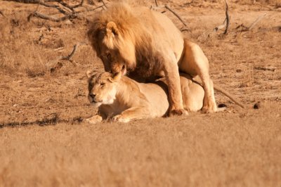 Lions (1)