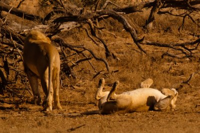 Lions (29)