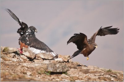 jackal buzzard and yellow billed kite