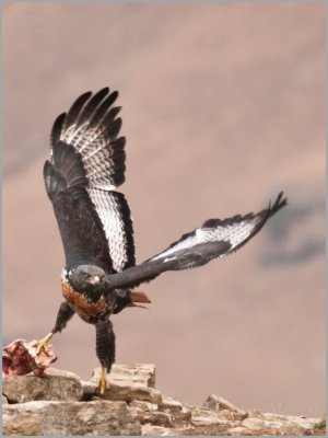 jackal buzzard