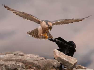 lanner falcon 1