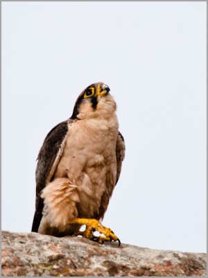 lanner falcon 2