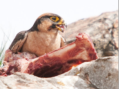 lanner falcon 4