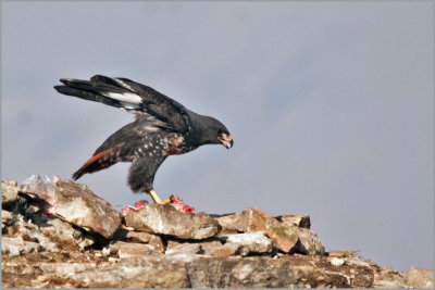 jackal buzzard (11)