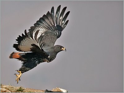 jackal buzzard (14)