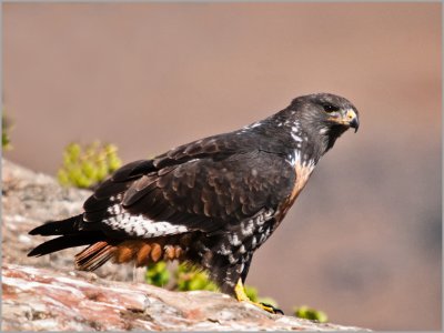 jackal buzzard (16)