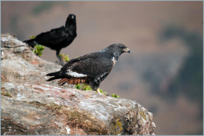 jackal buzzard (2)