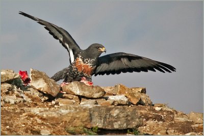 jackal buzzard (7)