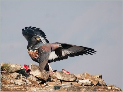 jackal buzzard (9)