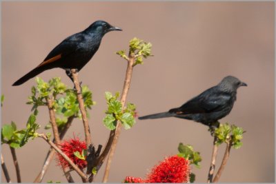 starling (5)