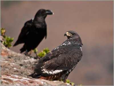 jackal buzzared white-necked raven (1)