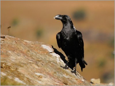 white-necked raven (2)