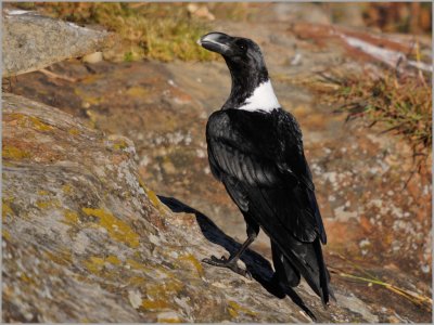 white-necked raven (3)