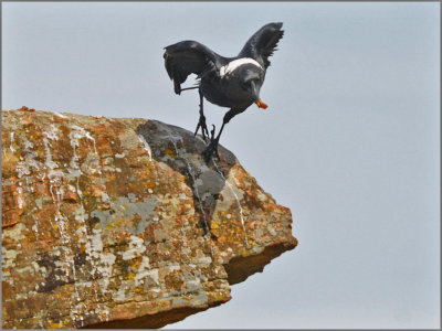 white-necked raven (4)