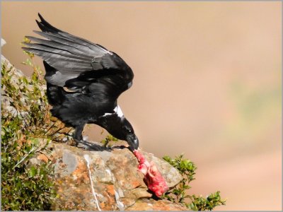 white-necked raven (5)