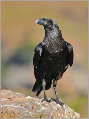 white-necked raven (6)