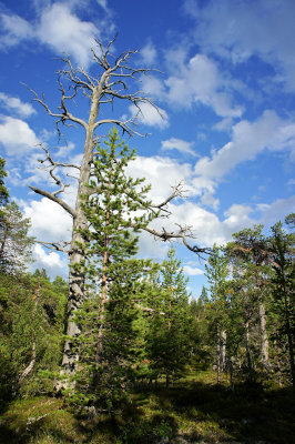 DSC00245_small.jpg