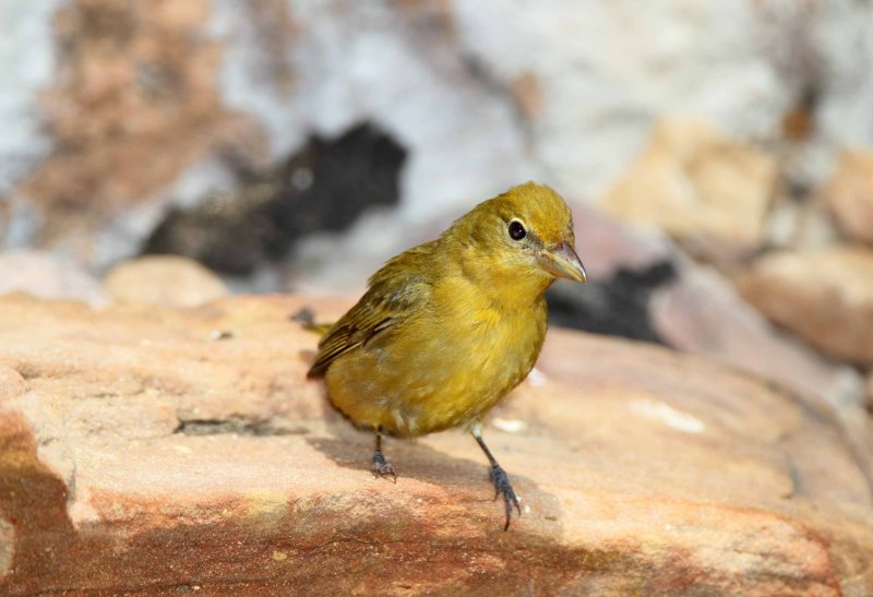 Summer Tanager (female)