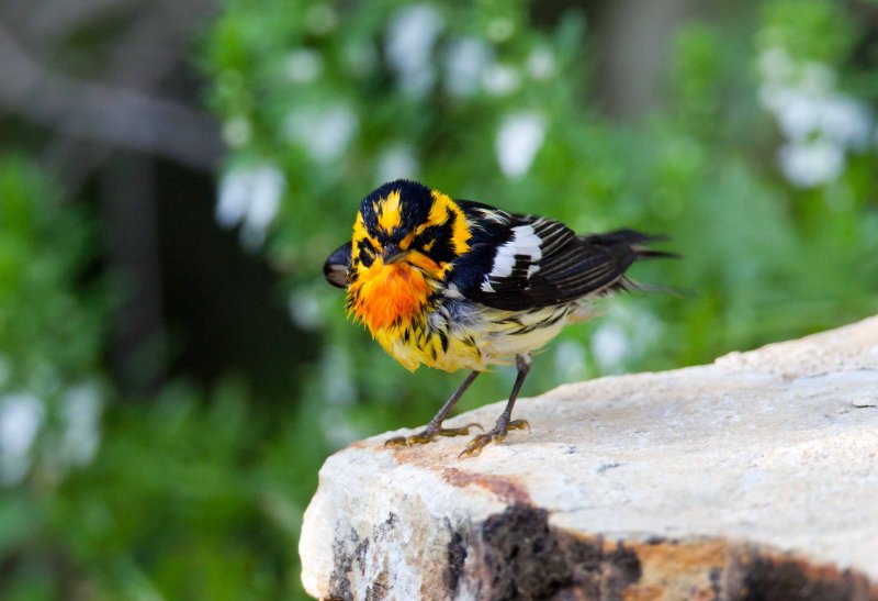 Blackburnian Warbler