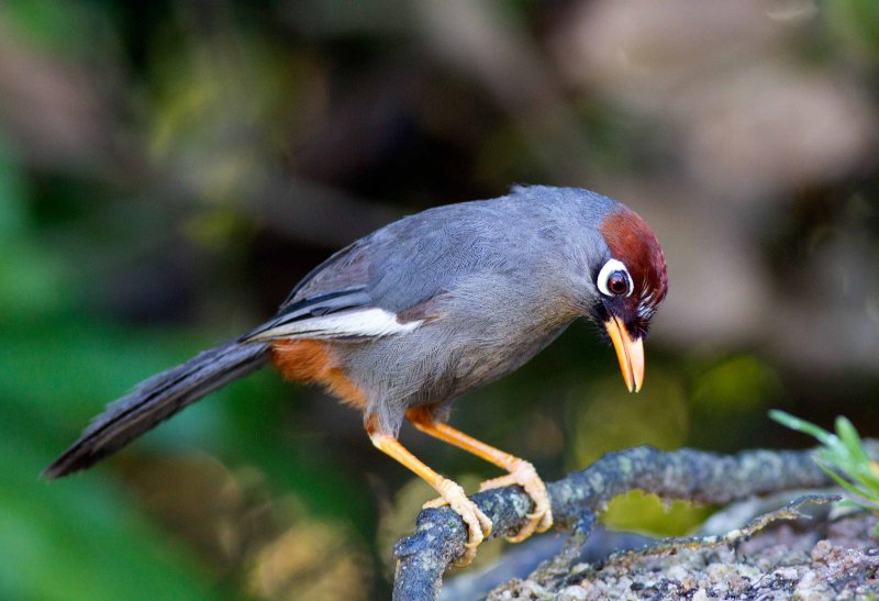 Spectacled Laughingthrush