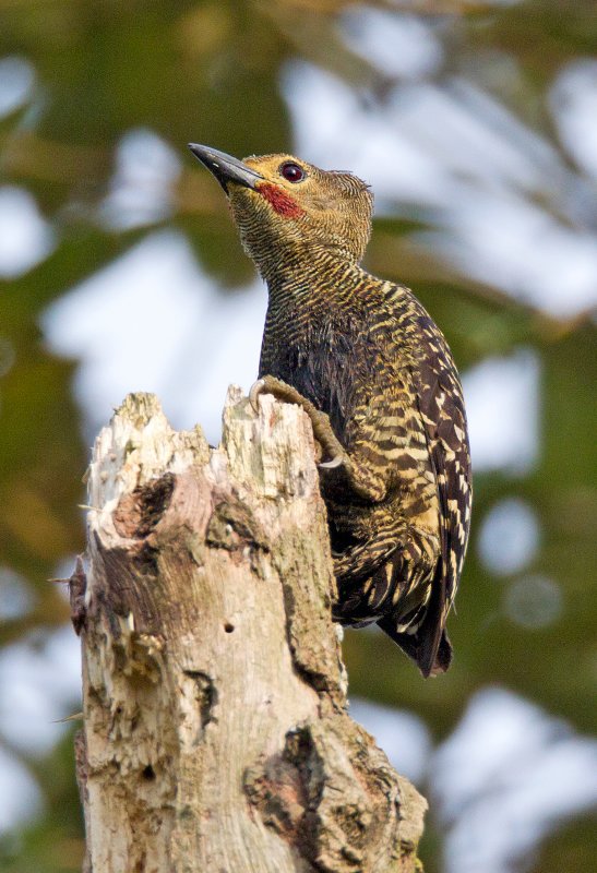 Buff Rumped Woodpecker