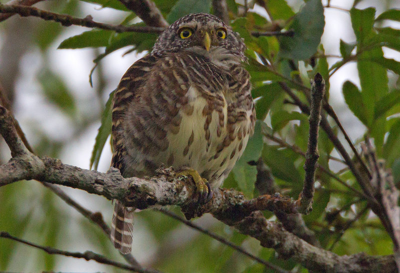 Collared Owlet