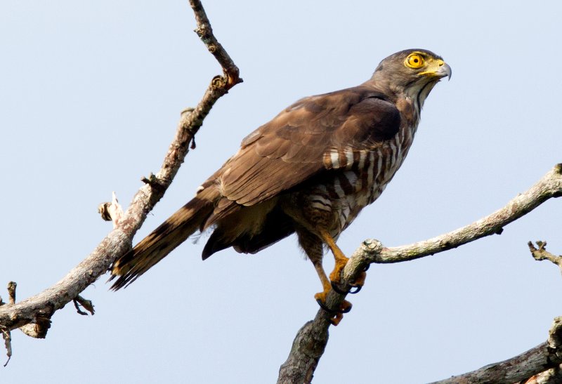 Crested Goshawk