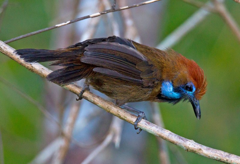 Fluffy Backed Tit Babbler