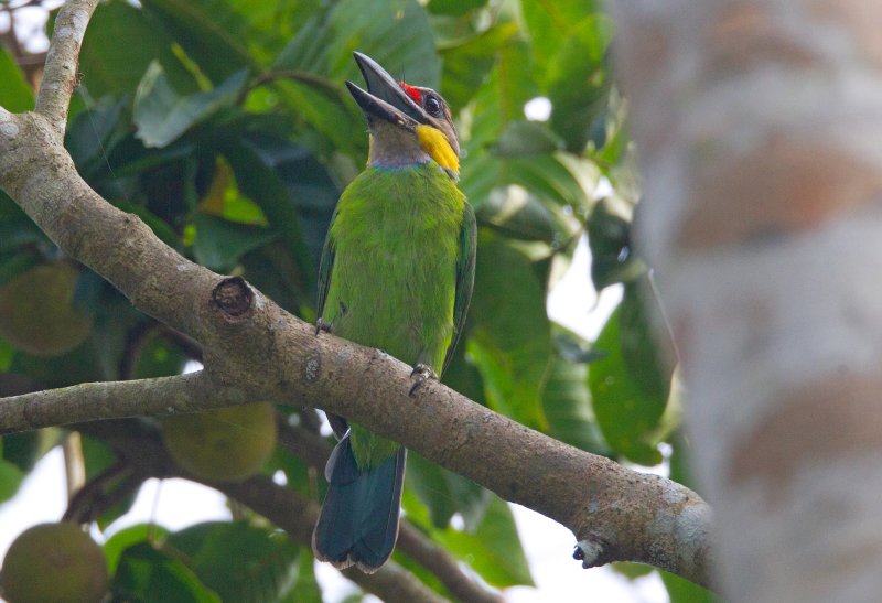 Gold Whiskered Barbet