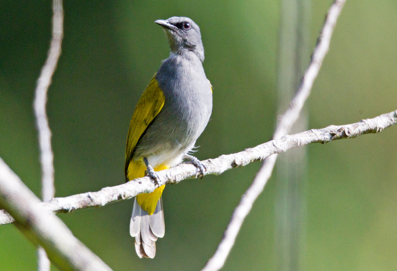 Gray Bellied Bulbul
