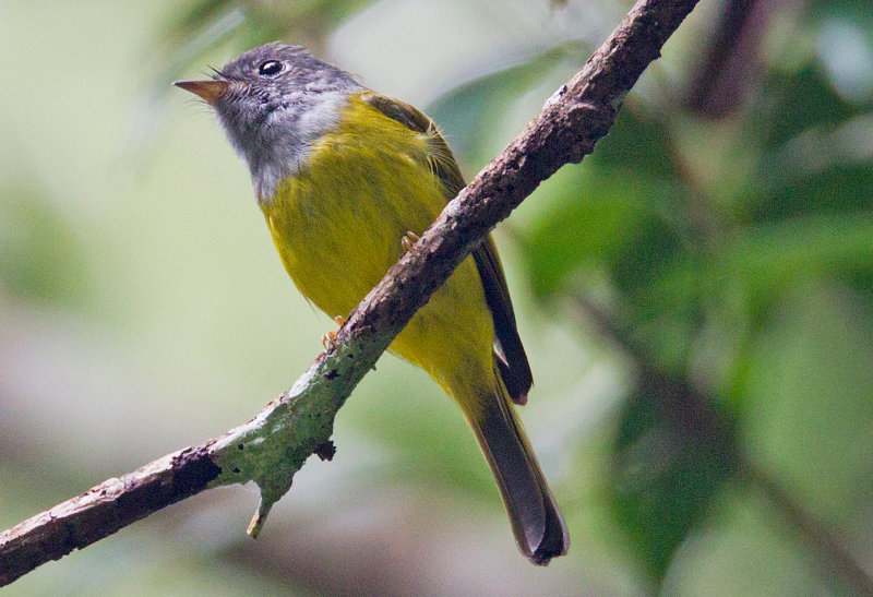 Gray Headed Canary Flycatcher