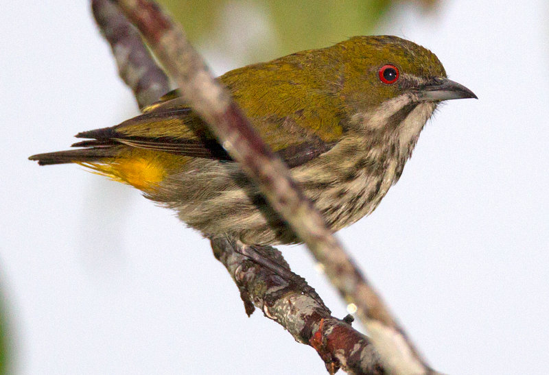 Yellow Vented Flowerpecker