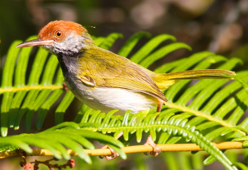DarkNecked Tailorbird