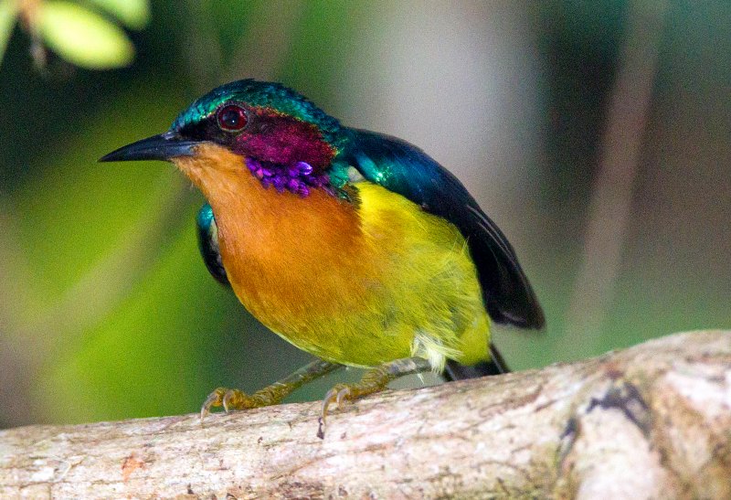 Ruby Cheeked Sunbird