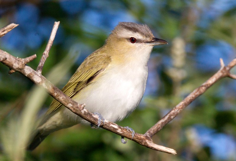 Red Eyed Vireo
