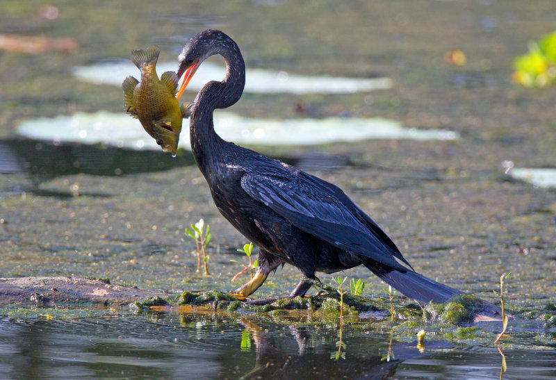 Anhinga with Fish