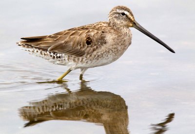 Short Billed Dowitcher