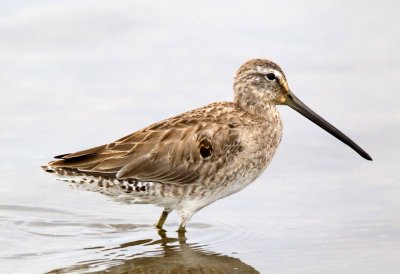 Short Billed Dowitcher