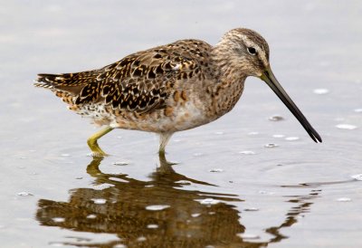 Short Billed Dowitcher