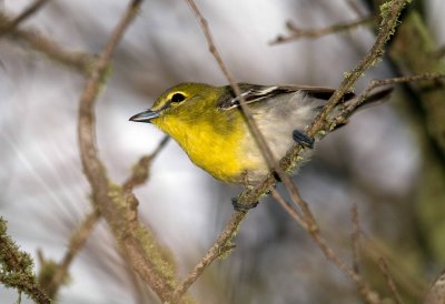 Yellow Throated Vireo