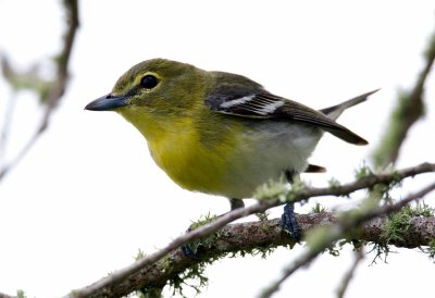 Yellow Throated Vireo