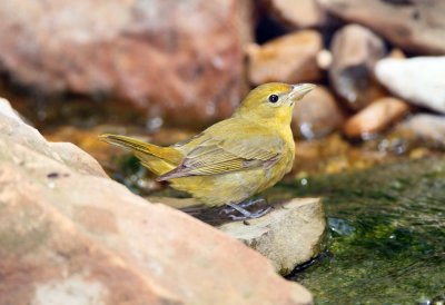 Summer Tanager (female)