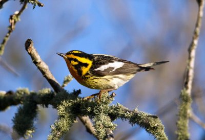 Blackburnian Warbler